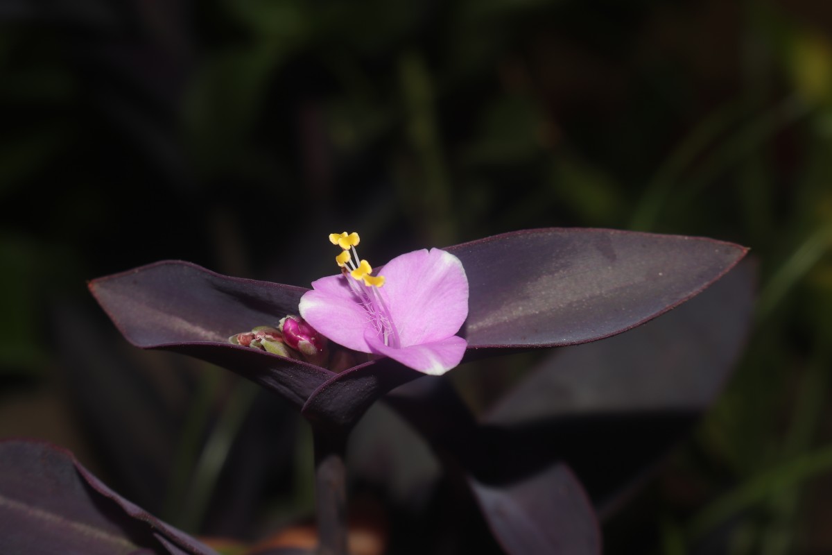 Tradescantia pallida (Rose) D.R.Hunt